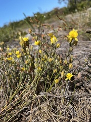 Jacksonia stackhousei