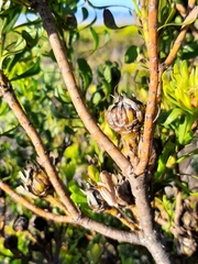 Hyperolius horstockii