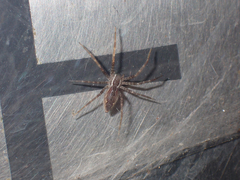 Dendrolycosa
