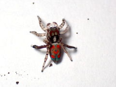 Maratus literatus