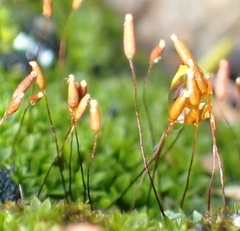 Tortula atrovirens