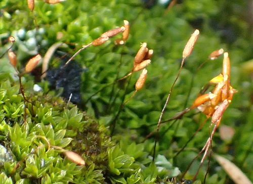 Image of Rib-leaf Moss by (c) Nicola van Berkel, some rights reserved (CC BY-SA)