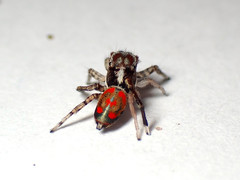 Maratus literatus