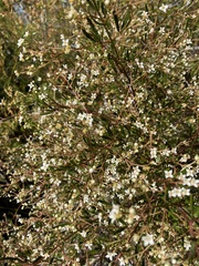 Zieria laxiflora