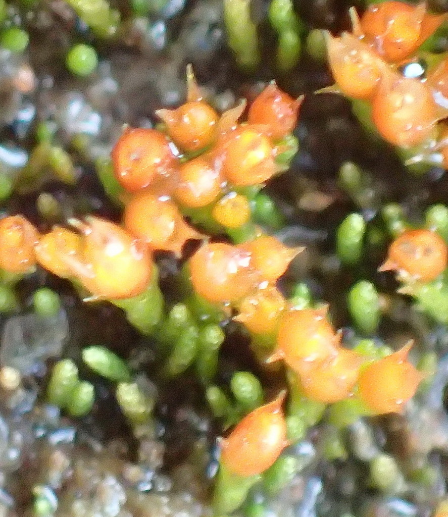 Cladophascum