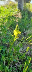 Bulbine lagopus