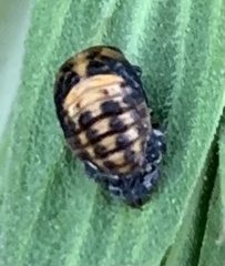 Adalia bipunctata