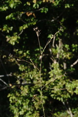 Bupleurum gerardi