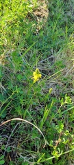 Bulbine lagopus
