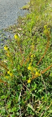 Bulbine lagopus