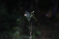 Asperula supina