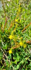 Bulbine lagopus