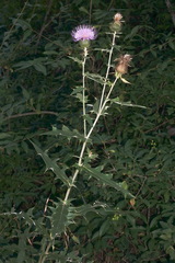 Cirsium serrulatum