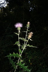 Cirsium serrulatum