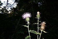Cirsium serrulatum