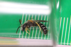 Halictus simplex