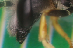 Halictus simplex