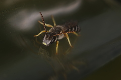 Halictus simplex