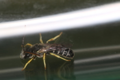 Halictus simplex