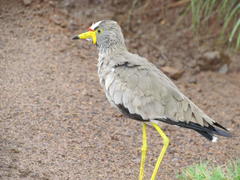 Vanellus senegallus lateralis