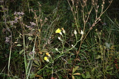 Crepis pannonica
