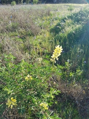 Lupinus arboreus