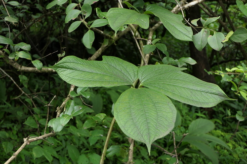 Yam (Dioscorea hispida)