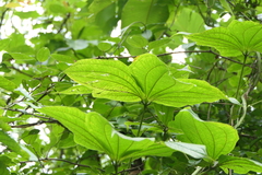 Dioscorea hispida