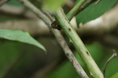 Dioscorea hispida