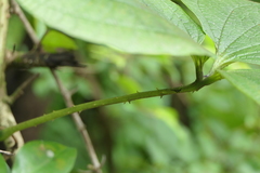 Dioscorea hispida