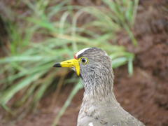 Vanellus senegallus lateralis