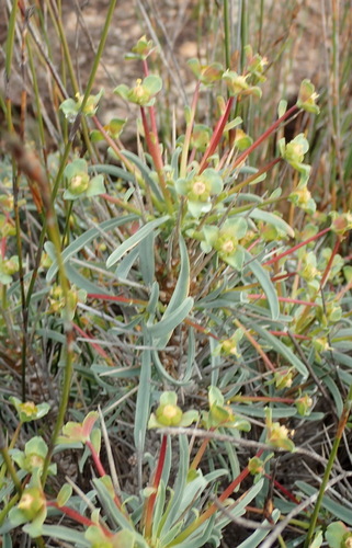 Image of Euphorbia loricata by (c) Nicola van Berkel, some rights reserved (CC BY-SA)