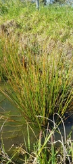 Eleocharis limosa