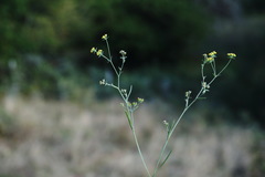 Bupleurum marschallianum