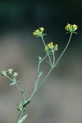 Bupleurum marschallianum