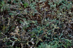 Bupleurum marschallianum