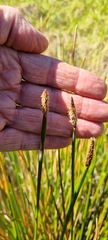 Eleocharis limosa