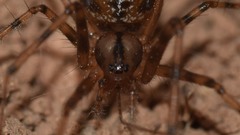 Megalepthyphantes lydiae