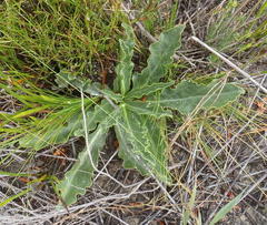 Lichtensteinia trifida trifida