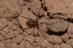 Megalepthyphantes lydiae