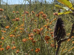 Pultenaea paleacea