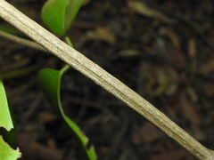 Psydrax lamprophylla