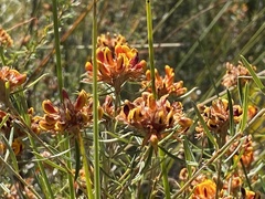 Pultenaea paleacea