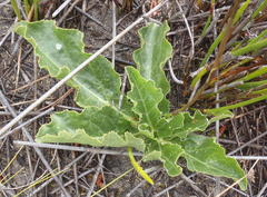 Lichtensteinia trifida trifida