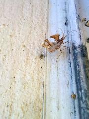 Pephricus