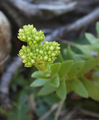 Crassula subulata fastigiata
