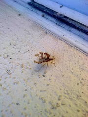Pephricus