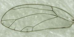 Bactericera cockerelli