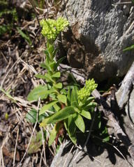 Crassula subulata fastigiata
