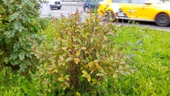 Spiraea × billardii